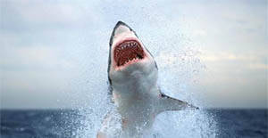 Shark In A Roof- Crazy Or Compelling Property?